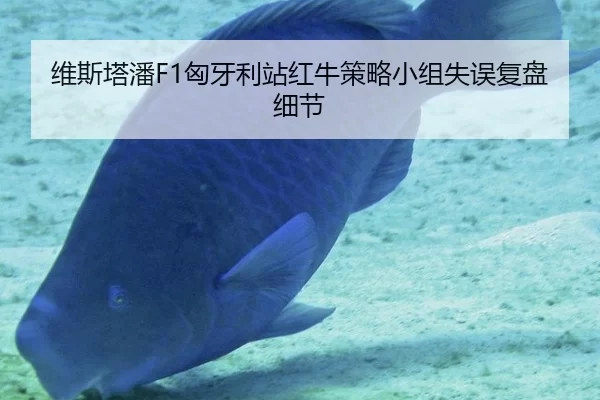 维斯塔潘F1匈牙利站红牛策略小组失误复盘细节